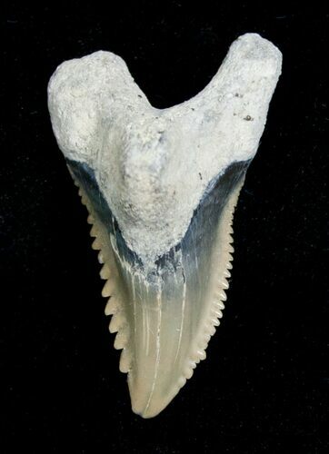 Hemipristis Shark Tooth - NC #4155
